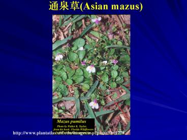 ???(Asian mazus)