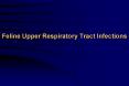 Feline Upper Respiratory Tract Infections PowerPoint PPT Presentation