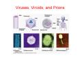 Viruses, Viroids, and Prions PowerPoint PPT Presentation