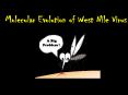Molecular Evolution of West Nile Virus PowerPoint PPT Presentation