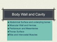 Body Wall and Cavity