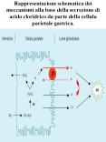 Rappresentazione schematica dei meccanismi alla base della secrezione di acido cloridrico da parte della cellula parietale gastrica. PowerPoint PPT Presentation