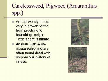 Carelessweed, Pigweed (Amaranthus spp.)