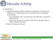 Muscular Activity