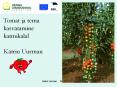 Tomat ja tema kasvatamine katmikalal Katrin Uurman PowerPoint PPT Presentation