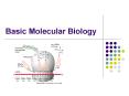 Basic Molecular Biology PowerPoint PPT Presentation