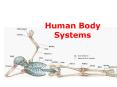Human Body Systems PowerPoint PPT Presentation
