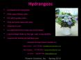 Hydrangeas PowerPoint PPT Presentation