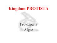 Kingdom PROTISTA