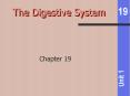 The Digestive System PowerPoint PPT Presentation