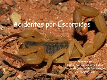 Acidentes por Escorpi