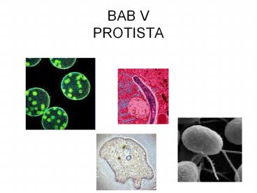 BAB V PROTISTA