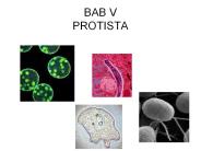 BAB V PROTISTA