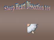 Heart Dissection 101