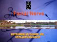Facial Nerve PowerPoint PPT Presentation