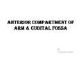 ANTERIOR COMPARTMENT OF ARM PowerPoint PPT Presentation
