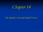 The Spinal Cord and Spinal Nerves