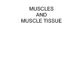 MUSCLES AND MUSCLE TISSUE PowerPoint PPT Presentation
