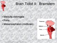 Brain Tidbit II: Brainstem
