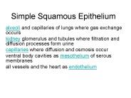 Simple Squamous Epithelium