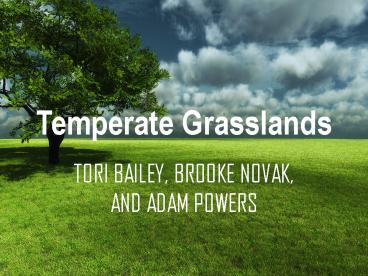 Temperate Grasslands
