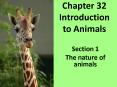 Chapter 32 Introduction to Animals PowerPoint PPT Presentation
