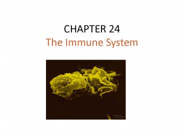 PPT – CHAPTER 24 The Immune System PowerPoint presentation | free to ...