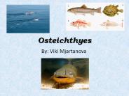Osteichthyes
