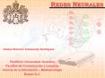 Redes Neuronales PowerPoint PPT Presentation