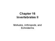 Chapter 16 Invertebrates II