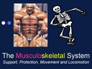 The Musculoskeletal System Support, Protection, Movement and Locomotion