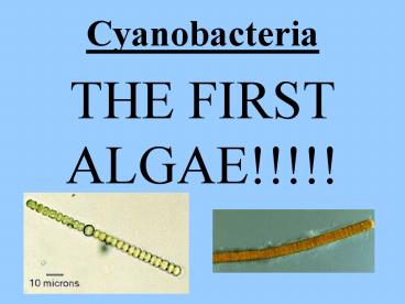 Cyanobacteria