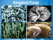 Kingdom Fungi