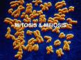 MITOSIS PowerPoint PPT Presentation