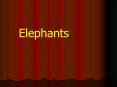 Elephants PowerPoint PPT Presentation