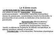 * Anglais : leucocyte, am