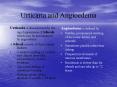 Urticaria and Angioedema PowerPoint PPT Presentation