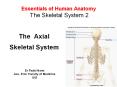 Essentials of Human Anatomy The Skeletal System 2 PowerPoint PPT Presentation