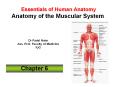Essentials of Human Anatomy Anatomy of the Muscular System PowerPoint PPT Presentation
