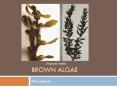 Brown Algae PowerPoint PPT Presentation