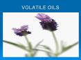 VOLATILE OILS PowerPoint PPT Presentation