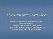 Mycobacterium tuberculosis
