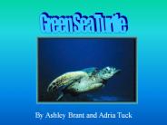 Green Sea Turtle