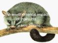 The environmental impact of Possums PowerPoint PPT Presentation