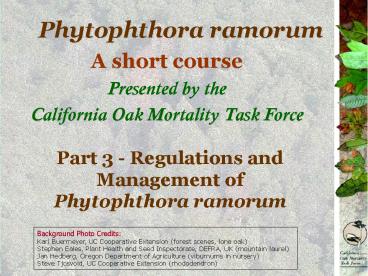 Phytophthora ramorum