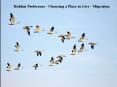 Habitat Preference - Choosing a Place to Live - Migration PowerPoint PPT Presentation