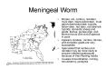 Meningeal Worm PowerPoint PPT Presentation