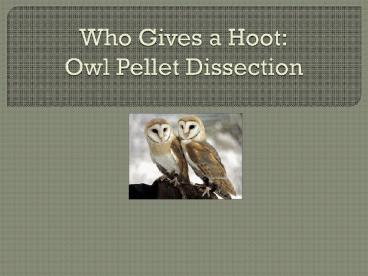 Who Gives a Hoot: Owl Pellet Dissection