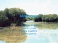 Mangroves PowerPoint PPT Presentation