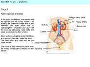 KIDNEY RLO 1  PowerPoint PPT Presentation